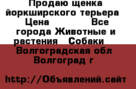 Продаю щенка йоркширского терьера  › Цена ­ 20 000 - Все города Животные и растения » Собаки   . Волгоградская обл.,Волгоград г.